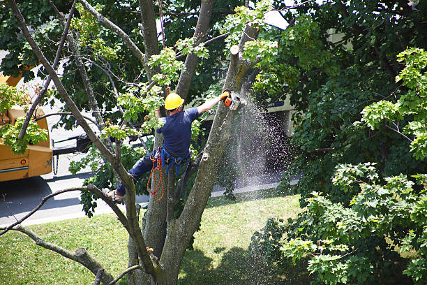 How Our Tree Care Process Works  in  Galesville, WI