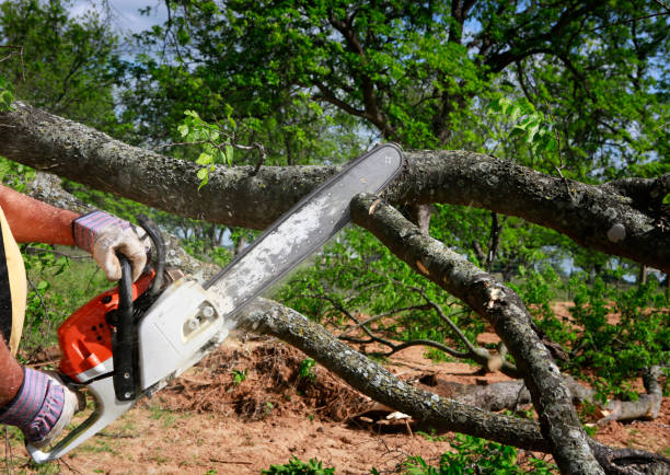 Professional Tree Services in Galesville, WI